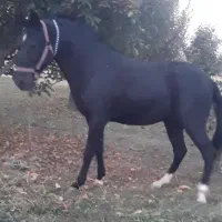 اسب اخته|اسب و تجهیزات اسبسواری|ارومیه, |دیوار