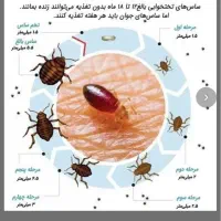 سمپاشی و موریانه زدایی با ضمانت کتبی (محمد حسینی )|خدمات نظافت|خرم‌آباد, |دیوار