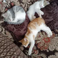 واگذاریه سه تا بچه چهارماهه جنس نر