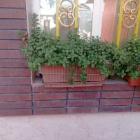 گل ناز یخی