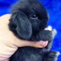 فروش بچه خرگوش لوپ هلندی