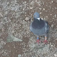 یک نر|پرنده|اردبیل, |دیوار