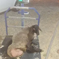 بره پروار شده گوسفنده زنده|حیوانات مزرعه|هشتگرد, قاسم آباد بزرگ|دیوار