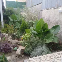 اجاره روزانه در رشت|اجارهٔ کوتاه‌مدت آپارتمان و سوئیت|رشت, لاکان شهر|دیوار