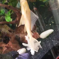 لجن خوار سلفین