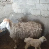 گوساله نر ، میش زاییده