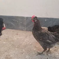 تخم نطفه داری لری|حیوانات مزرعه|ماهدشت, |دیوار