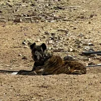 ماده|سگ|زاوه, |دیوار
