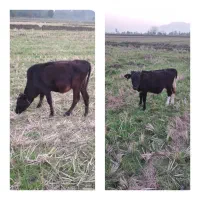 یک راس لیشه محلی و یک راس لیشه دورگ محلی