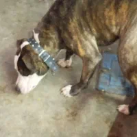 سگ پیتبول نر ۷ماهه|سگ|رشت, رودباری|دیوار