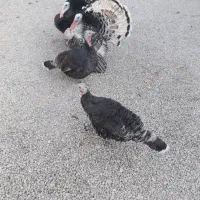 تعدادی بوقلمون و مرغ شاخدار|حیوانات مزرعه|پلدختر, |دیوار