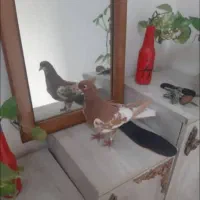 کبوتر یال زرد ماده شهری