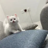 گربه پرشین سوپر فلت