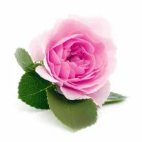 ریشه گل محمدی