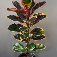 قلمه فیکوس|گل و گیاه طبیعی|میبد, |دیوار