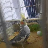 عروس هلندی سالم و سرحال جنسیت نر