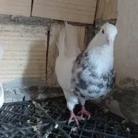 کفتر ‌طوقی‌فولادی‌کاکلی