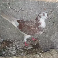 کبوتر|پرنده|رشت, عینک|دیوار