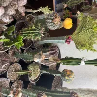 کاکتوس پیوندی و کلکسیونی