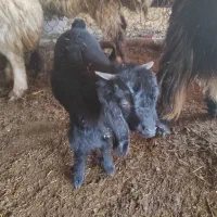 بزغاله..علف خور