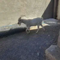 نربز سانن اصل|حیوانات مزرعه|بجستان, |دیوار