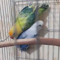 طوطی برزیلی