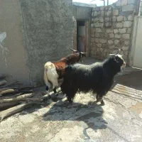 دوعددنربزجوان|حیوانات مزرعه|پلدختر, |دیوار