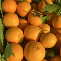 پرتقال تامسون و خونی