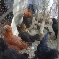 مرغوخروس|حیوانات مزرعه|فلاورجان, |دیوار