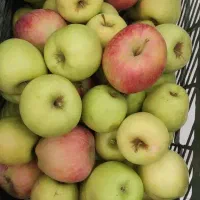 سیب تازه