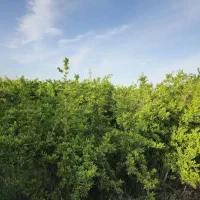 باغ انار انجیر الو وزردالو