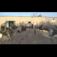 ۱۵ عدد شتر مرغ پرواری ۸ ماهه و ۶ عدد ۵ ماهه|حیوانات مزرعه|دشتابی, |دیوار