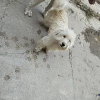 سگ پشمالو