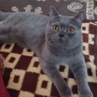 اسکاتیش نر آماده جفت گیری|گربه|مشهد, قائم|دیوار