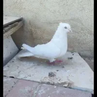 کفتر کبوتر