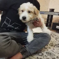 واگذاری یک قلاده ترییر