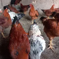 خروس برانگهداریوسربری
