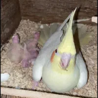 عروس هلندی مولد برزیلی مولد