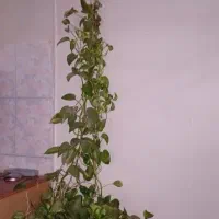 گل پتوس و پای گلدانی