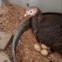 بوقلمون کرچ یکساله