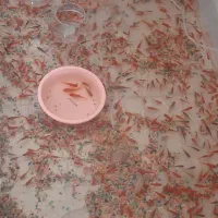 م ا ه ی عید گلی قرمز کلی و جزئ با قیمت مناسب