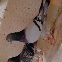 طوقی جفت وسبز جفت|پرنده|چناران, |دیوار