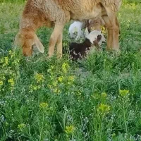 میش چینی دنگ