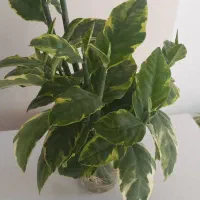 گل  پدیلانتوس