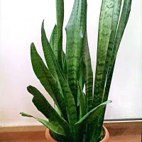 گل سانسوریا