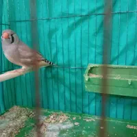 فنج انگلیسی ماده