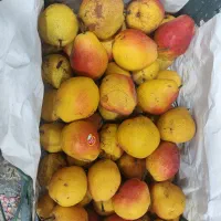 گلابی درگزی کیلویی 100هزار تومان