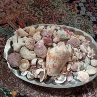 صدف دریایی فسیل شده