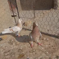 کبوترساده هفرنگ