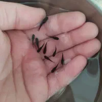 ماهی|ماهی|شیروان (خراسان), |دیوار